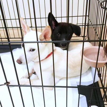 警戒心MAX…ぴったり寄り添う白と黒の保護犬 「一匹でも、二匹でも、同じじゃない?」夫の“あっけらかんとした一言”でそろって家族に