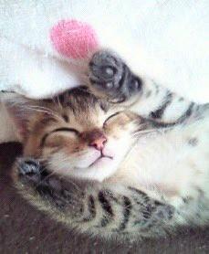 「クロの生まれ変わりかも…」旅立った愛猫と同じキジトラの子猫を迎えて13年　手のひらサイズだった命を守り育て、今はやんちゃな甘えん坊に