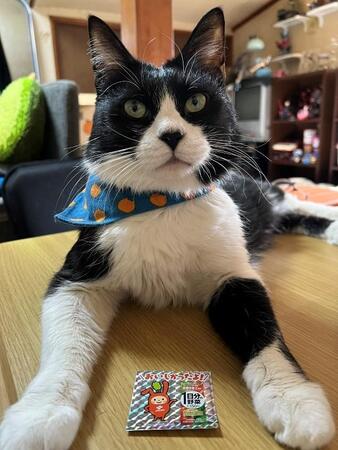 まるで生まれ変わり…亡き愛猫にそっくりな猫と再び“巡り会い”　「はっちゃんが虹の橋から戻ってきてくれた」