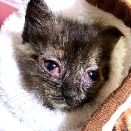 「山に置いておいで」なんてできない！　鳴き声のする荷物を掘り起こすと…そこにいたのは猫風邪で弱った小さな命　猫との暮らしには驚きがいっぱい