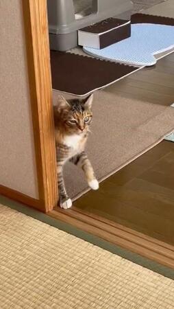 脳腫瘍で闘病中の猫さん、ゆっくり歩くが、滑ってころん…「それぐらいじゃ負けないもんね」「ゆるゆるがんばって」