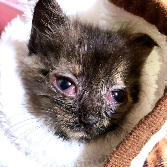 保護当時、猫風邪を引いていたみりんちゃん（画像提供：みりん たいやきさん）