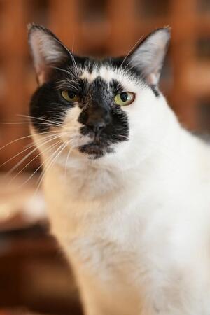 ガリガリに痩せ、ぼろ雑巾みたいだった子猫　体にしがみついて離れず保護　いまでは猫雑貨店の人気看板猫に「このまだら模様が愛おしい」