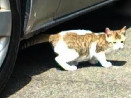 近所の公園でよく会う子猫だったサブちゃん、ある日突然姿を消して…縁あって家族に迎えられて10年　普段はおっとり、でも弟分には強気！？