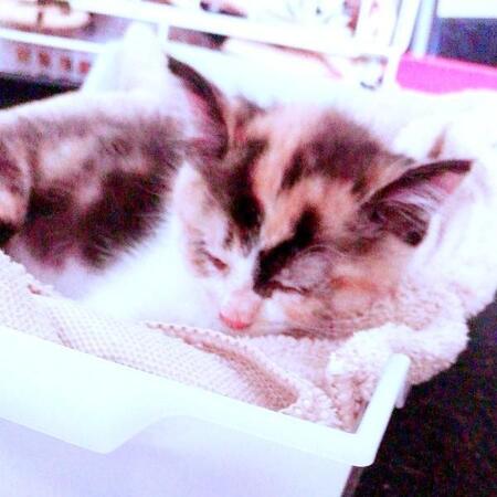 先代猫を失い深い喪失感の中…8人の応募者の中から選ばれた小さな命　猫風邪を乗り越え迎えた6年目の幸せな日々