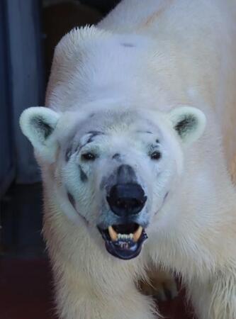 “彼女募集中”だった鹿児島のホッキョクグマ、来園2年で移動…全国で28頭、貴重なオスを送り出す動物園の思い