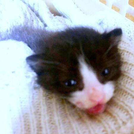 カラスにつつかれていた子猫…迎え入れるか迷った日々を経て→何でもおもちゃにして遊ぶ“甘えん坊”の愛され猫に