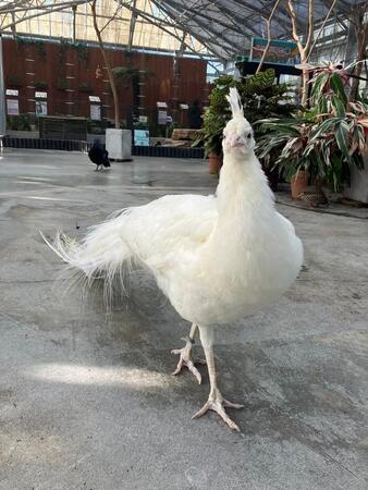 課金（エサ）したら…白いクジャクが、ファンサービス！？　「こりゃ課金し甲斐ある」「美しさ倍増ですね」　