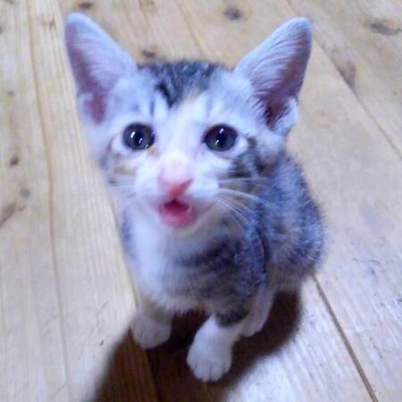 山で捨てられていた子猫　声が出せず「エアーニャア」ばかりの日々　家族の愛情に包まれ、あざとかわいい“ツンデレ猫”に