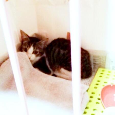 「家の前で一晩中、鳴いていた子猫」を迎えたら…まさかのやんちゃボーイ！　怖いもの知らずで先住猫にひたすらちょっかい、家がにぎやかに