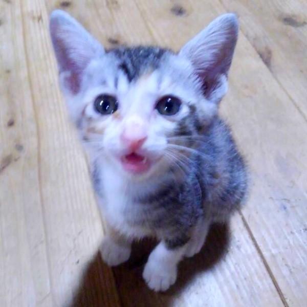 飼い主さんを見上げて鳴くテトちゃん（画像提供：テト(バステト女神)と私さん）