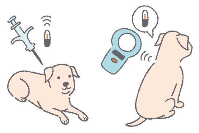マイクロチップを装着する犬（ちよちよ/stock.adobe.com）