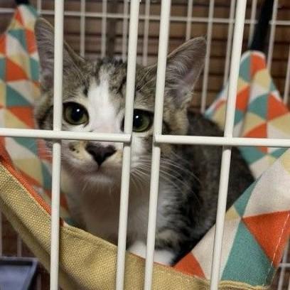 廃棄物回収コンテナから家族のもとへ　3日間の脱走を経て心を開いた子猫、生後9カ月で迎えた突然の別れ