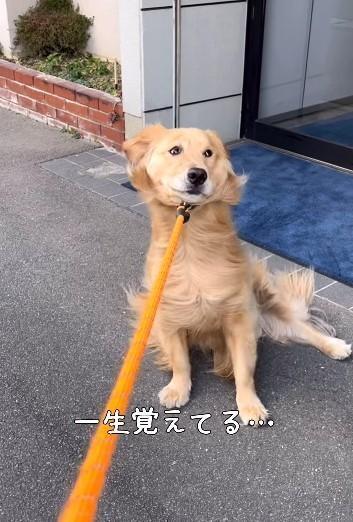 わたくしうごきませんの（飼い主さん提供、Instagramよりキャプチャ撮影）