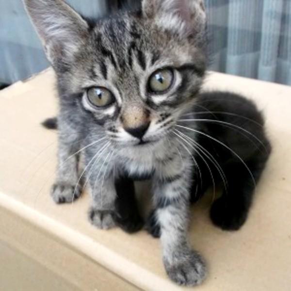 子猫時代、とても小さかったレモンちゃん（画像提供：バニラさん）