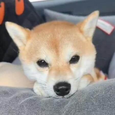 柴犬の「女子力」高すぎる！頬づえついて上目づかい「自分で可愛いのわかってる」「激萌え」