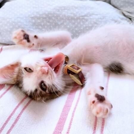 もし見逃していたら…エンジン音に飛び出した小さな命　駐車場で見つけた200グラムの子猫　瀕死状態から奇跡の回復、今では甘えん坊に