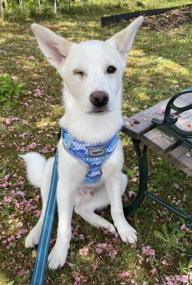 右目が開きづらかったにこまるくん。獣医師のご家族に手術してもらいパッチリおめめに！