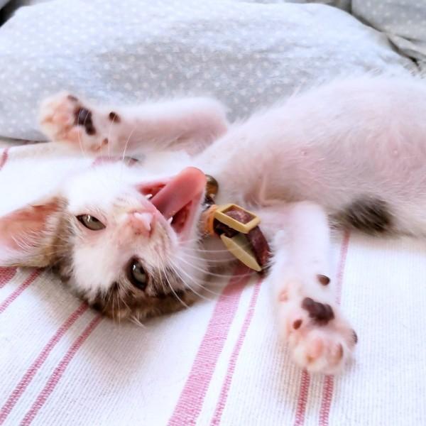 子猫時代、へそ天になってくつろぐあずきくん（画像提供：バニラさん）