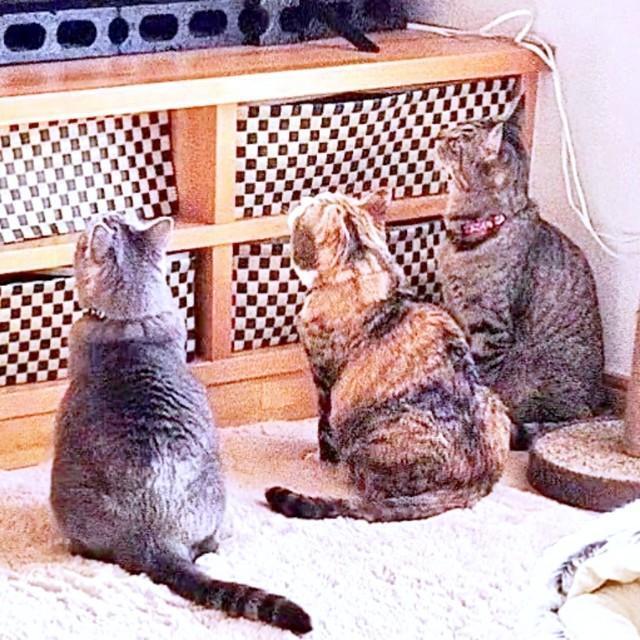 テレビに映る鳥を見つめる（左から）チーちゃん、福ちゃん、幸くん（画像提供：こにゃんゴーさん）