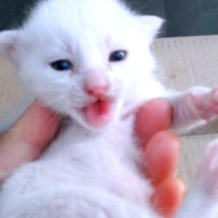 野良のママ猫が庭で出産　迎えた子猫は8年で、“おなかすいた”の達人に！？ ごはん前の“行き倒れアピール”が可愛すぎる