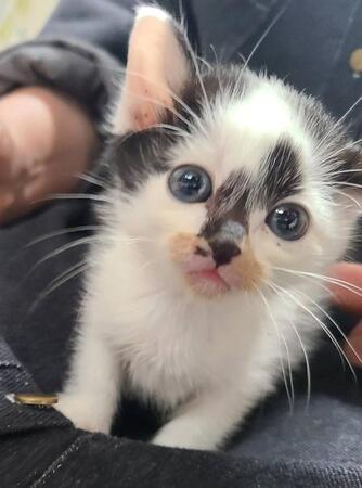 最愛の夫と猫との悲しい別れ　家族の心を救ったのは、導かれたように出会った2匹の保護猫だった　遺品を整理し、新たな猫は迎えないはずだったのに…