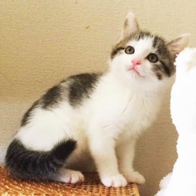 「本当に保護猫？」社交的すぎる子猫に先住猫が困惑！…1カ月の”拒絶”を乗り越え、ついに並んで眠った涙の瞬間