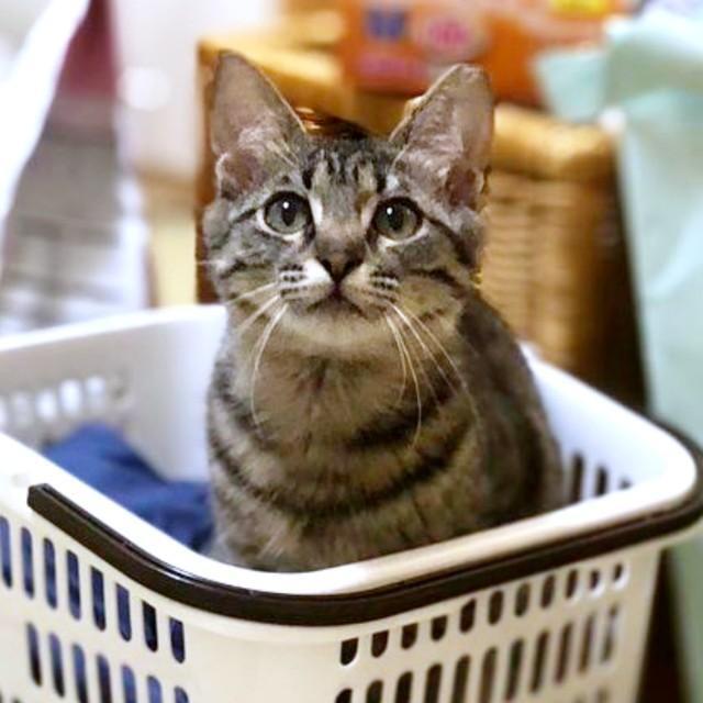 子猫時代、お迎え当初カゴの中に入るココちゃん（画像提供：ココ･リボンさん）