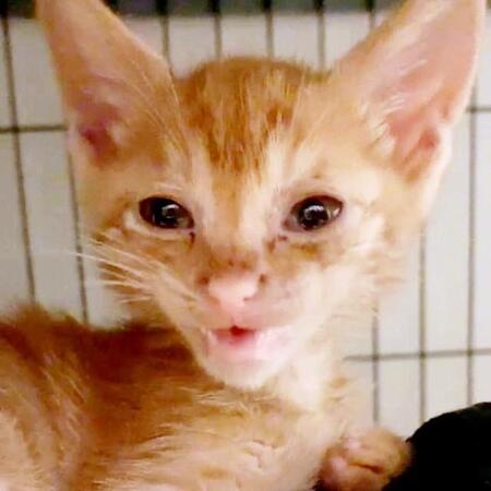 抱っこしたらスヤァ… 腕の中で寝入った子猫　1年半の時を経て、「お手」「チュッ」で甘える存在に