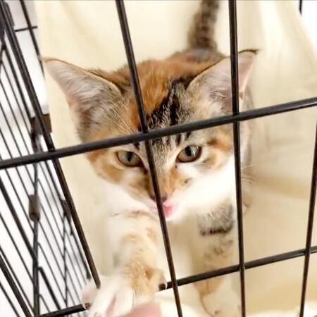 母親とはぐれた子猫「絶対に守るから」予想超える人懐っこさ「なにしてるの？」「かわいくて仕方ない」