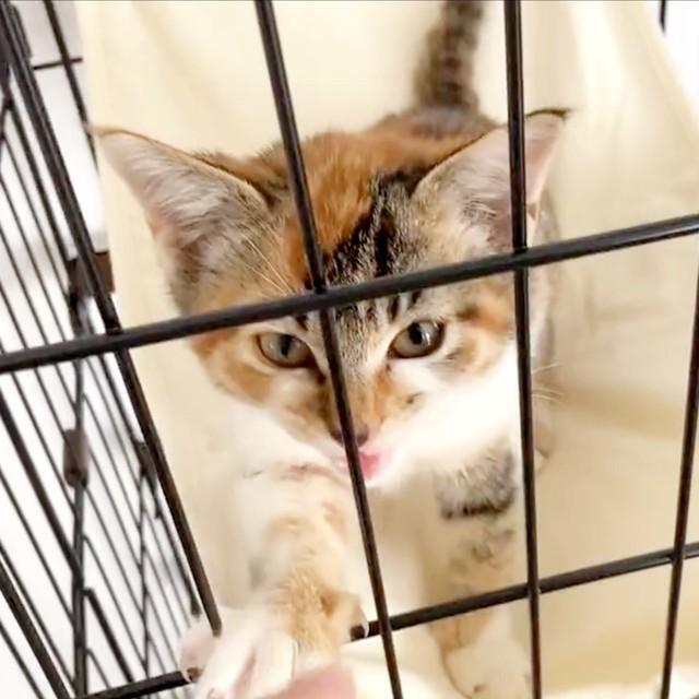 子猫時代、ケージから前足を出すひなちゃん（画像提供：ひなてまリンさん）