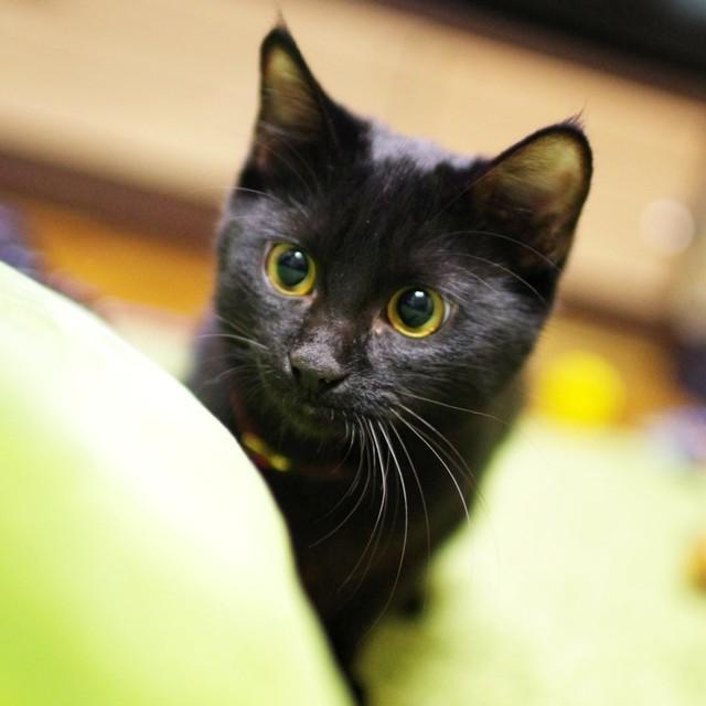 子猫時代、ひょっこり顔をのぞかせるつくねちゃん（画像提供：黒猫つくねちゃん太しっぽさん）