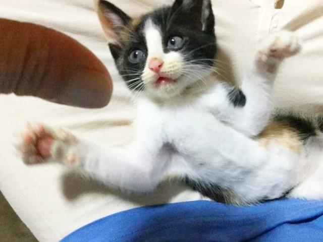 子猫時代、へそ天になったよちこちゃん（画像提供：よちこさん）