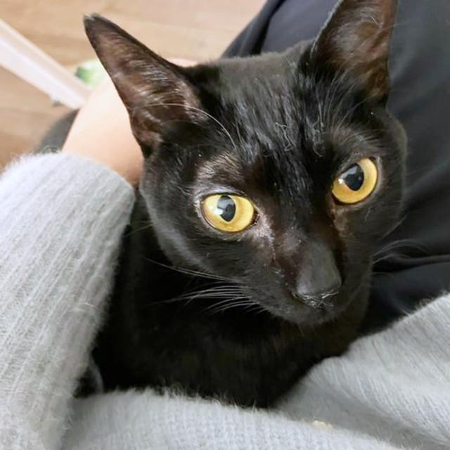 飼い主さんの膝上でくつろぐてまりちゃん（画像提供：ひなてまリンさん）