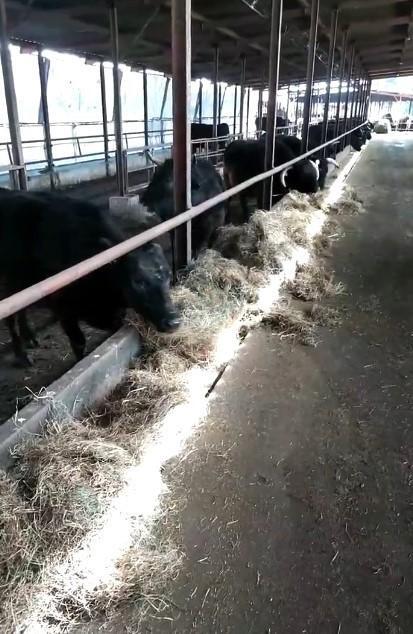 被ばく牛の寿命まで飼育する覚悟という吉澤さん。牧場の見学も受け付けている（吉澤正巳さん提供、Xよりキャプチャ撮影）