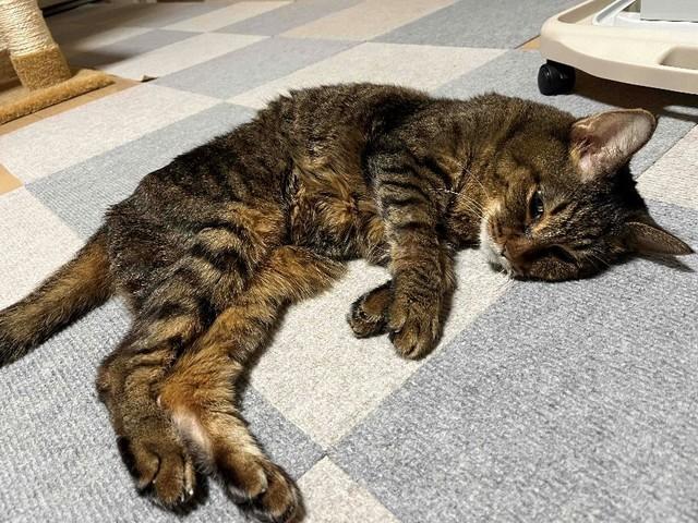 ガリガリに痩せていた頃