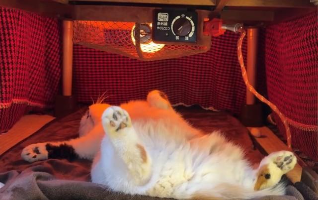 ⁮日焼けサロン？（「猫は液体」さん提供、Xよりキャプチャ撮影）