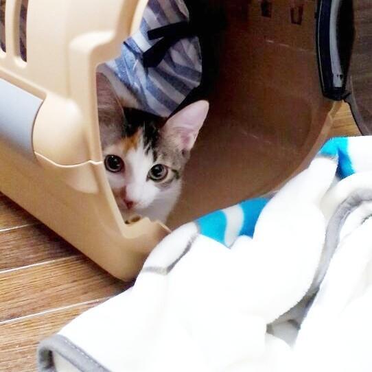 キャリーケースから顔をのぞかせる三美ちゃん（画像提供：三美お嬢様はお猫様さん）