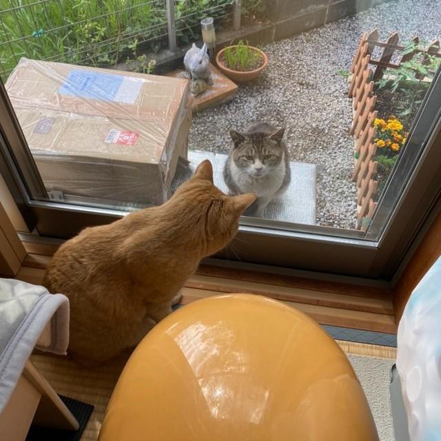 お外時代、ニャン太くんくんのことを見つめる喜次郎くん（画像提供：茶トラ猫のニャン太とキジシロの喜次郎さん）