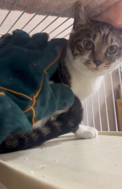 人間をひどくおびえるという子猫すずはくん（「茂庭台にゃんこ～おうち見つけ隊～」さん提供、Xよりキャプチャ撮影）