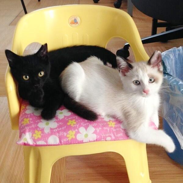 子猫時代、イスの上で一緒にくつろぐ（左から）ちょびくんとモモちゃん（画像提供：黒猫さん）