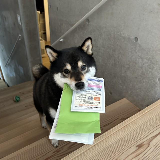 なんて可愛いドロボーさん（画像提供：黒柴ロクさん、画像を一部トリミング）