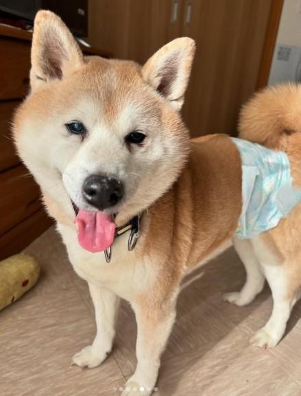 飼い主さんに再会できるかな…（「lien(リアン)」さん提供、Instagramよりキャプチャ撮影）