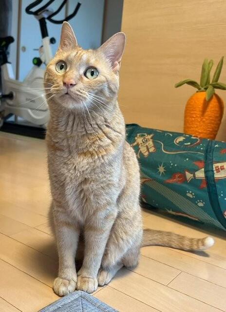飼い主さんを見上げるニャン太くん（画像提供：茶トラ猫のニャン太とキジシロの喜次郎さん）