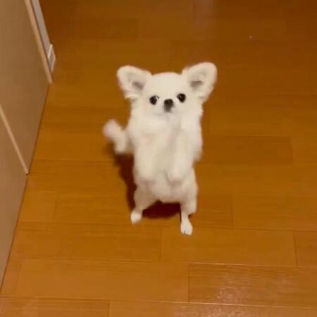 おかえりなさい！ 二足立ちするこあちゃん（画像提供：おっとり犬こあさん）