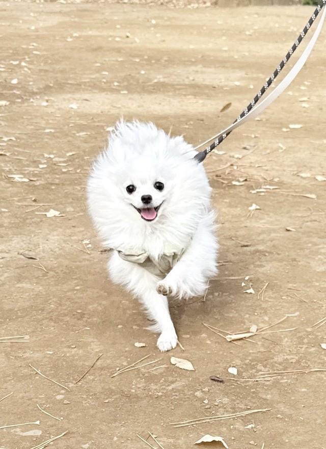 散歩中、危ないものを口にすることのないようにてちちゃんも気をつけて！（飼い主さん提供）