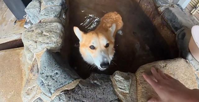 温泉に浸かるぷっちょくん（画像提供：コーギーのプッチーニさん）