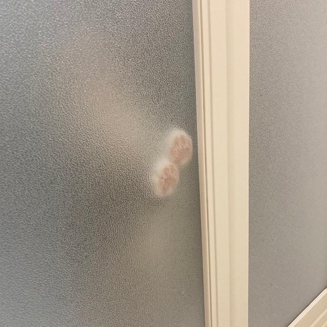 で、出た～！ニャンコさまだ～！（画像提供：こいもちゃん、画像を一部トリミング）