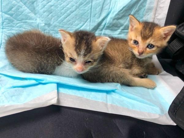 子猫時代…小さかったりきちゃん（左）と、そらちゃん（右）（画像提供：まーくんさん）