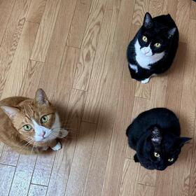 9年ほど前に保護された3兄妹。現在の姿…茶白トラハチワレがしのぶくん、黒猫がかれんくん、黒白ハチワレがつきひちゃん（こうたけ.Mさん提供）